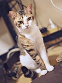 2歳を迎えたシエルくん。凛々しい顔つきがかっこいい（画像提供：BigBobさん）