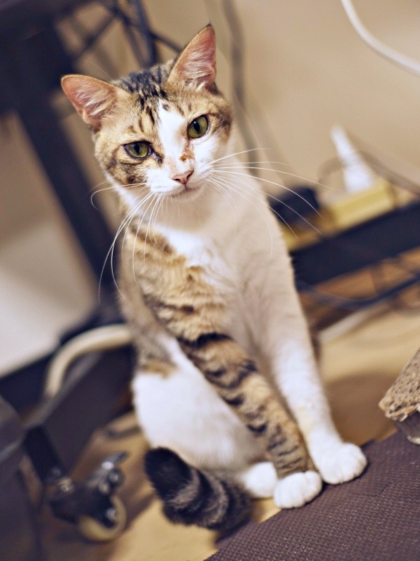 2歳を迎えたシエルくん。凛々しい顔つきがかっこいい（画像提供：BigBobさん）