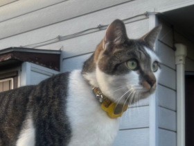 マイクロチップだけで安心？　犬猫の迷子防止にGPS付きAirTagを使ってみた