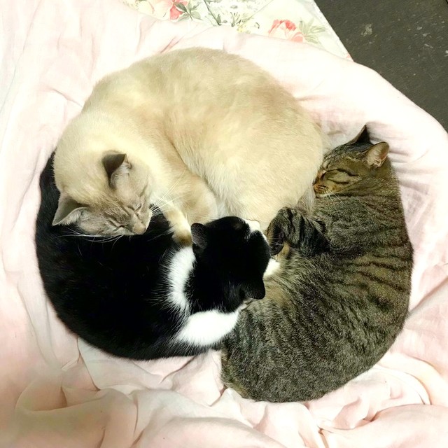 見事な猫団子（左したから時計回りに）クロちゃん、シロくん、トラちゃん（画像提供：またまた一匹増えて五猫（ｺﾞﾆｬﾝ）のぱぱになりました。さん）