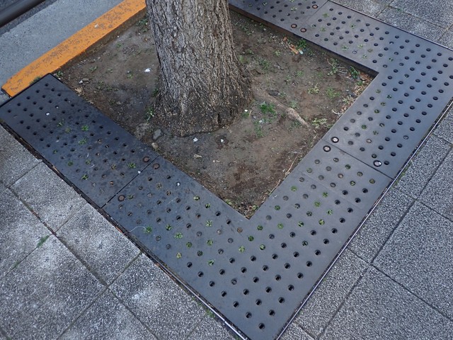 なにげない街路樹の植え桝ですが（瀬尾一樹さん提供）