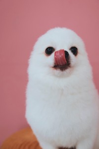 ぺろっ（画像提供：アザラシいぬさん）