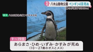 フンボルトペンギン４羽が相次いで死ぬ　仙台・八木山動物公園