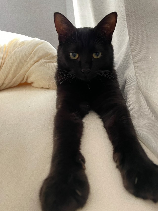 猫との関わり方を考えるきっかけをくれたもずくちゃん（画像提供：cats5_hachiさん）