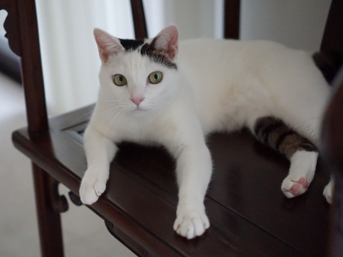 「私たちもママの創作意欲を刺激してるかしら」