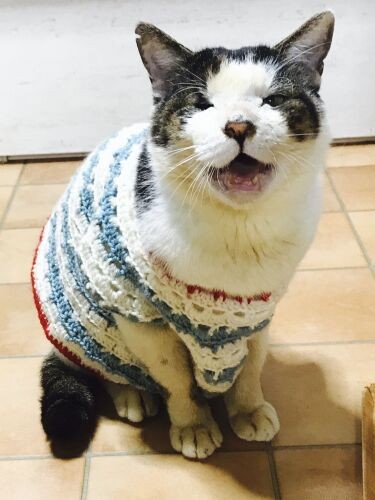 「穏やかなボクから一言だけいうよ。さつしょぶん、はんたいだー」（ときえさん提供）