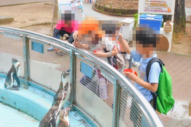 ペンギンのエサやり体験の様子。 ※桂浜水族館提供
