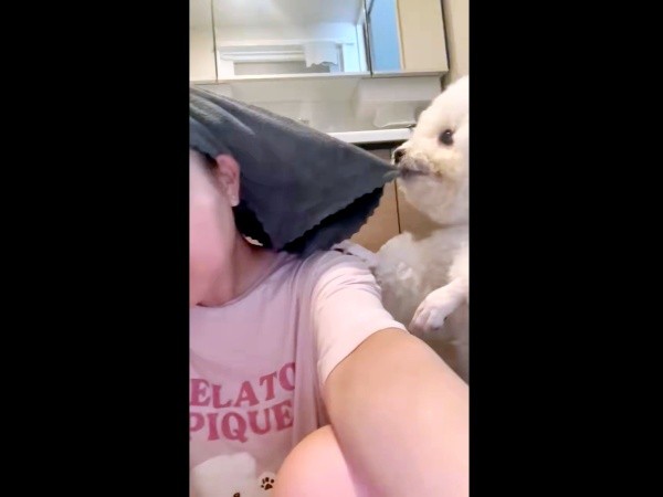 飼い主さんの頭に巻かれたタオルをロックオンしたパウロちゃん（画像提供：羊みたいな犬とわたあめ犬さん）