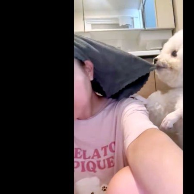 飼い主さんの頭に巻かれたタオルをロックオンしたパウロちゃん（画像提供：羊みたいな犬とわたあめ犬さん）