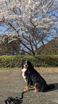 飼い主さんも知らない「人間の友だち」にも愛されていたバーニーズ・マウンテン・ドッグの男の子、ブラウニーくん（画像提供：ブラウニー さん）