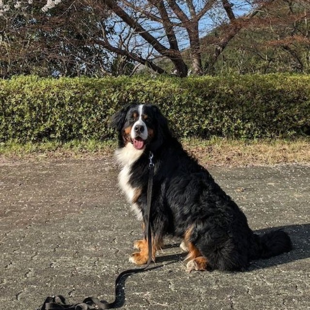 飼い主さんも知らない「人間の友だち」にも愛されていたバーニーズ・マウンテン・ドッグの男の子、ブラウニーくん（画像提供：ブラウニー さん）