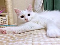 ふわもふのゴージャスな被毛が素敵なつくしちゃん（画像提供：あるくきくらげさん）