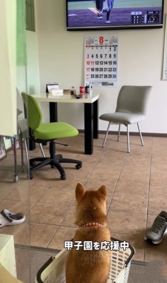 ぺこリンボさん実は猫さんだったりしますか？（飼い主さん提供、Instagramよりキャプチャ撮影）