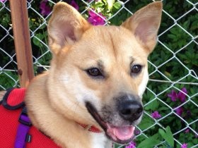 初めて飼った犬は元野良犬　超ビビリが家族の努力で心を開いた