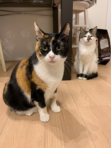 肉球町の楊さんの家の猫、三毛のニャンニャンとジュース。「（自分たちにとって）外国での活動は簡単ではないけど、がんばっています。会社の中でも、失明して外では生きられない保護猫や、問題があって出戻った猫の面倒を見ています」（楊さん提供）