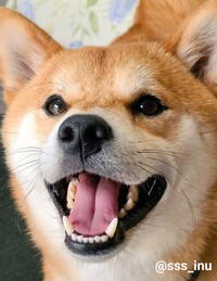 お家に帰りたかったの＝犬さん（@sss_inu）提供