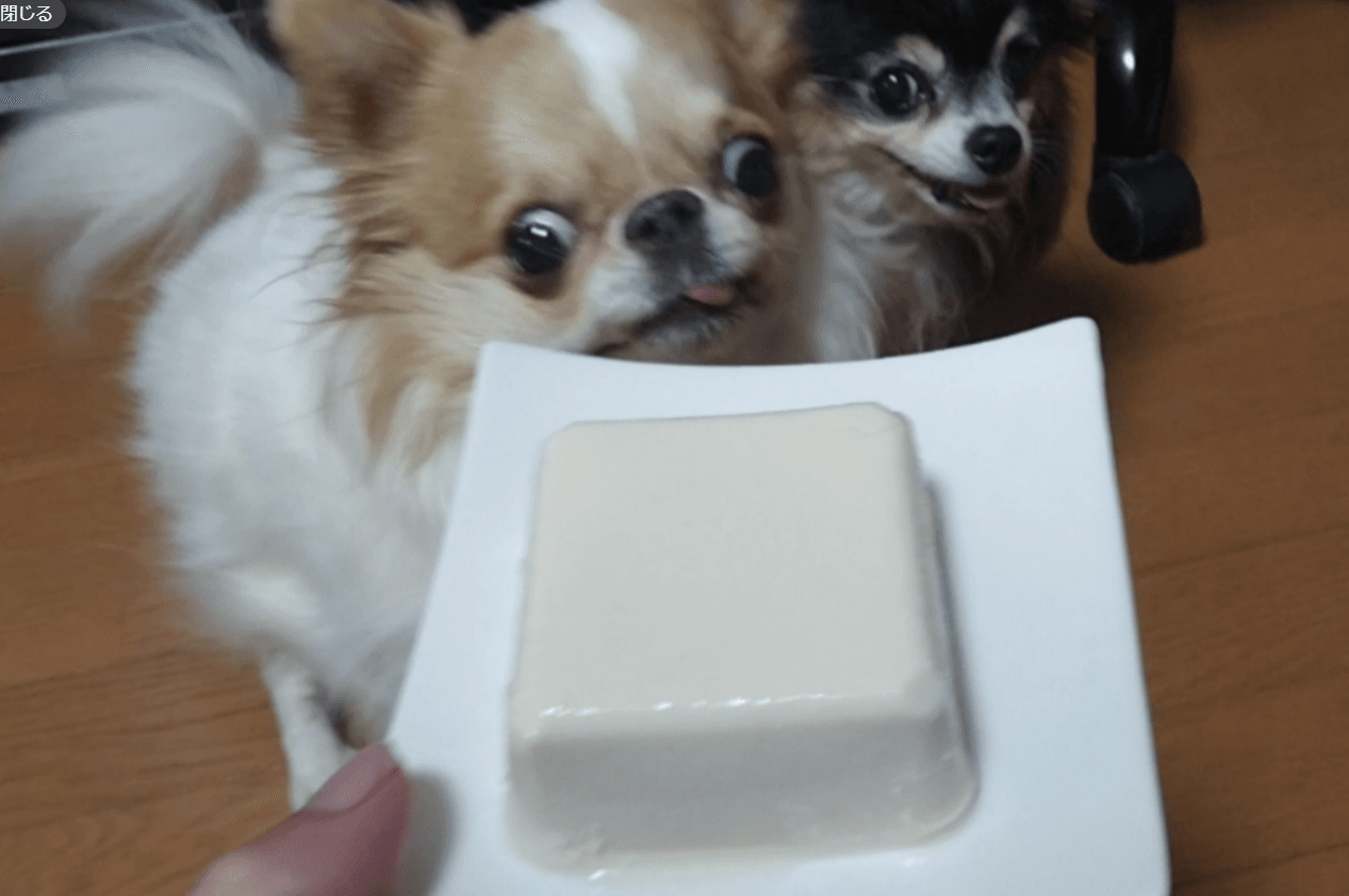 美味しそうなお豆腐も…