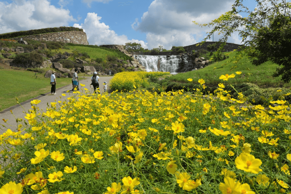 キバナコスモスが満開　秋空とのコラボレーションを楽しんで　国営讃岐まんのう公園・香川