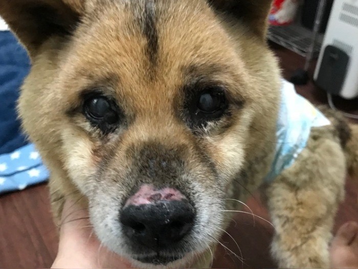 「ジェイドくん」は老犬ならではのショボショボの目が可愛い