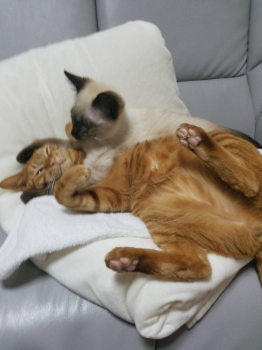 先住猫の鉄男くん（茶トラ）に甘える