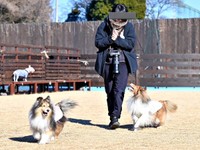 飼い主さん大好き！ ドッグランでも目を離さないガビちゃん（右）とマイペースに楽しむルチェちゃん（左）（画像提供：ベア&ルチェ&ガビ（まゆ）さん）