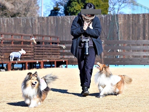 飼い主さん大好き！ ドッグランでも目を離さないガビちゃん（右）とマイペースに楽しむルチェちゃん（左）（画像提供：ベア&ルチェ&ガビ（まゆ）さん）