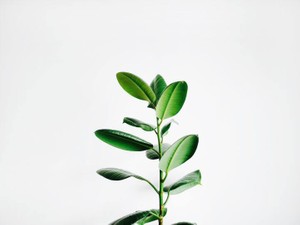 抜毛癖でふにゃふにゃになった私の髪へ。今まで傷つけてごめんね