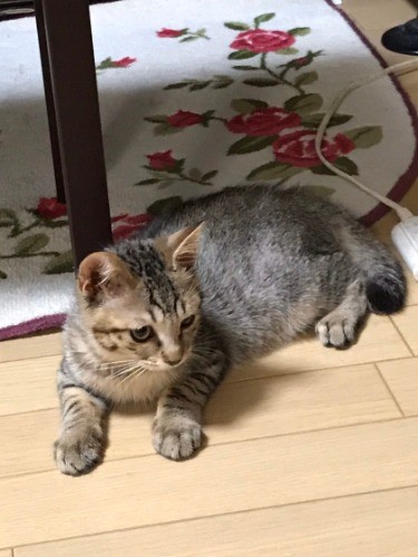 しろは足立区で保護され、風間君と呼ばれていた（提供写真）