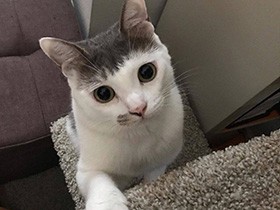 ２０１９ベストヘアーで賞　雑種猫「まめ」　