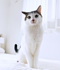 イケニャンになったセロイくん（画像提供：パッツン前髪のセロイと弟プランスさん）