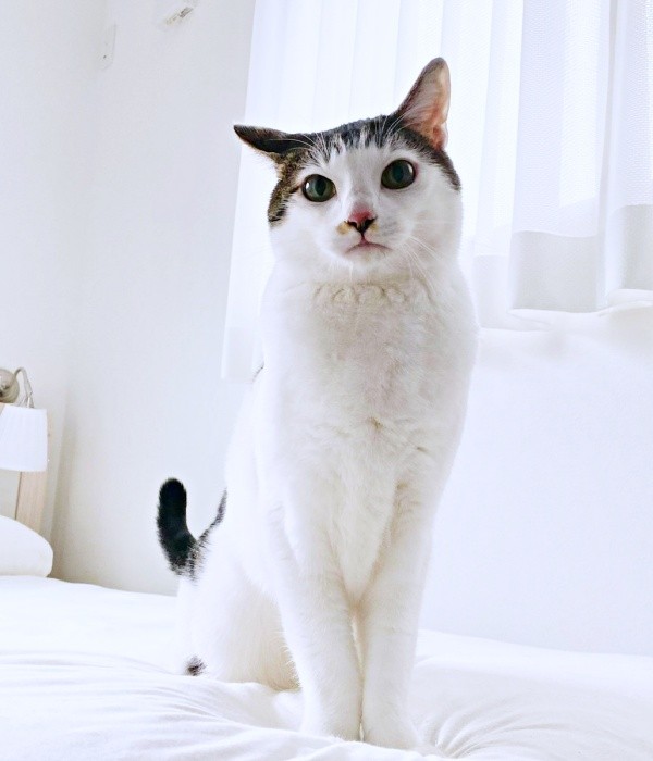 イケニャンになったセロイくん（画像提供：パッツン前髪のセロイと弟プランスさん）