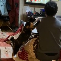 パパ、大好きニャ～（画像提供：ぴーちゃん ※動画よりキャプチャ、画像を一部トリミング）