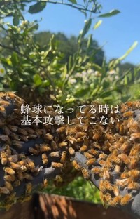 手の上にハチを乗せて戯れタイム。「蜂球になってるときは基本攻撃してこない」 ／借金1億農業ガール（保條）さん（@1okugal）提供