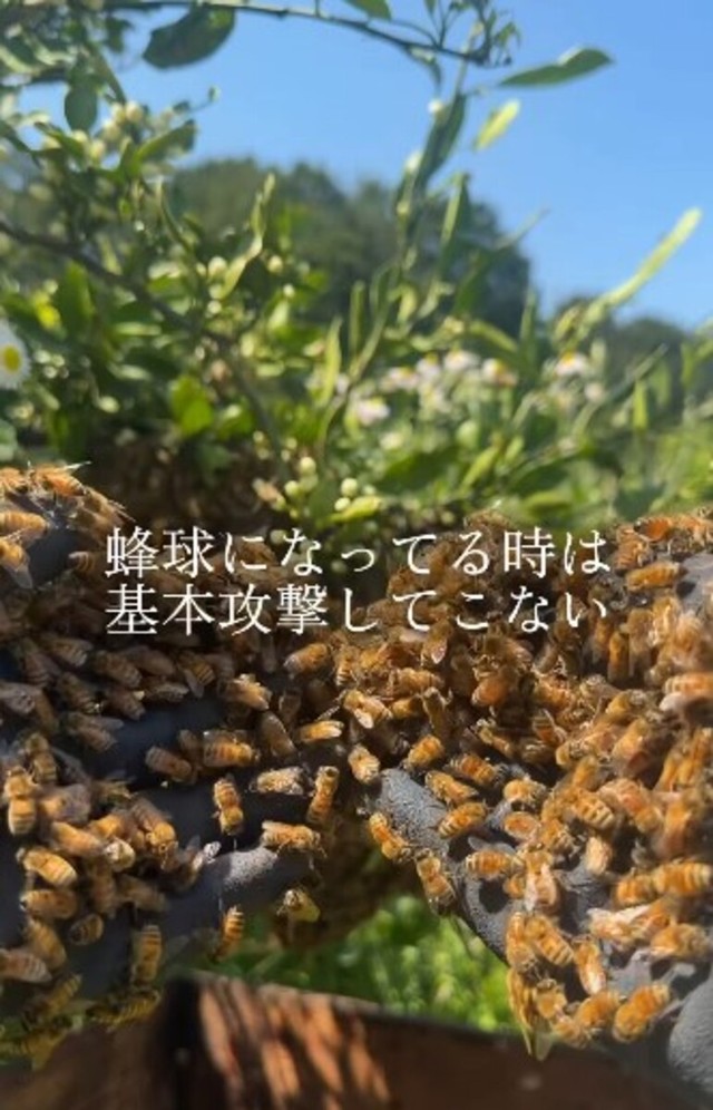 手の上にハチを乗せて戯れタイム。「蜂球になってるときは基本攻撃してこない」 ／借金1億農業ガール（保條）さん（@1okugal）提供