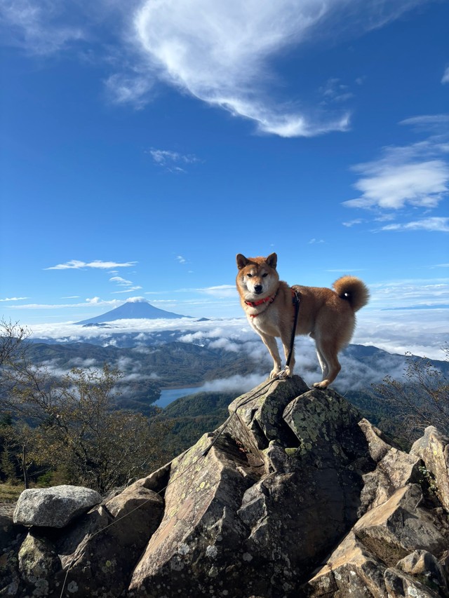 高いところが好きだという岳くん。気持ち良さそうー！！（画像提供：岳 柴犬 さん）