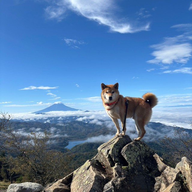 高いところが好きだという岳くん。気持ち良さそうー！！（画像提供：岳 柴犬 さん）