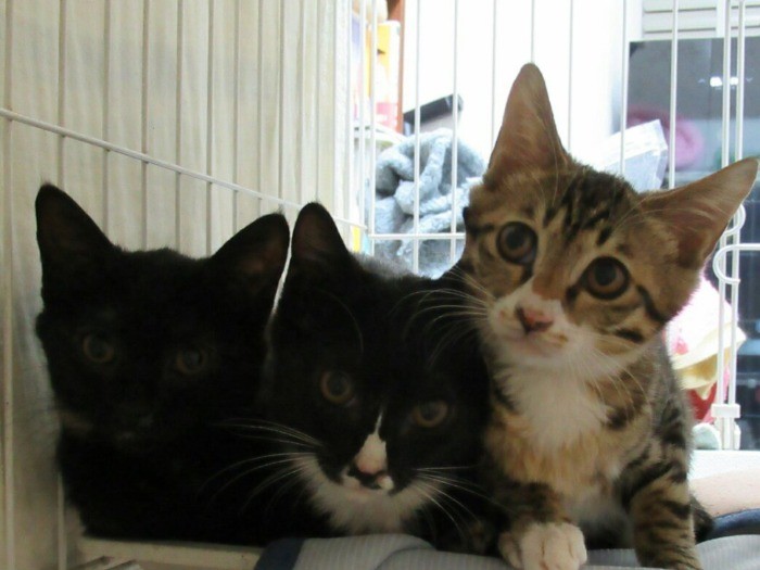 モネの姉妹、ドガとマネ（福島さん提供）