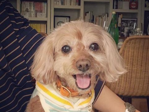 ステキなおもてなしにうっとり　愛犬が「ホムパ」デビュー！