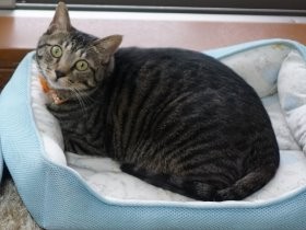 14歳差の蜜月？　老猫と若い猫、いつまでもこのままで…