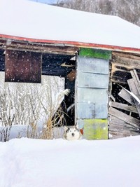 お気に入りの廃屋でたたずむハウルくん（画像提供：ゆきまるさん）