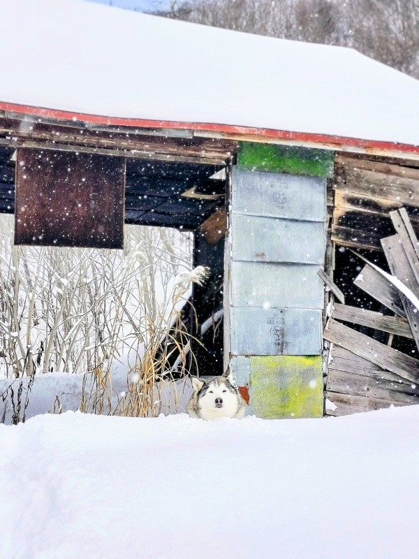 お気に入りの廃屋でたたずむハウルくん（画像提供：ゆきまるさん）