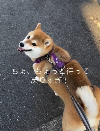 飼い主さんを見るゆきちゃん（提供：y.u.k.i_0310さん）
