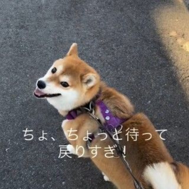 飼い主さんを見るゆきちゃん（提供：y.u.k.i_0310さん）