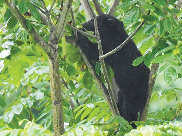 熊の出没、この秋も増えそう　小学生全員に鈴を配布する自治体も