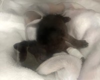 ぐったりとするヨルイチくん、点滴の跡が痛々しいです