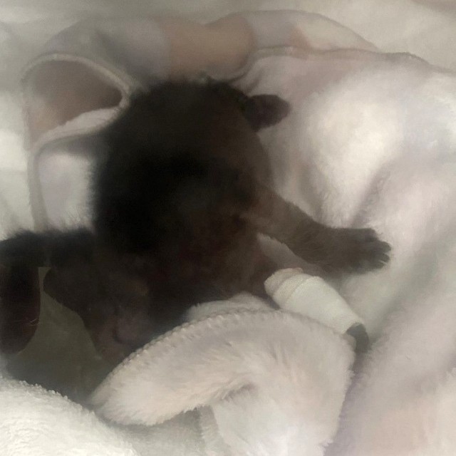 ぐったりとするヨルイチくん、点滴の跡が痛々しいです