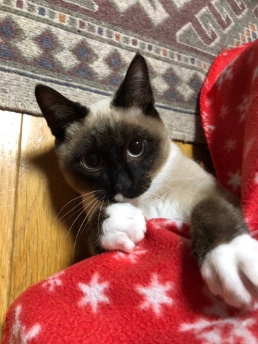 アフター。濃い茶（真弓さん提供）