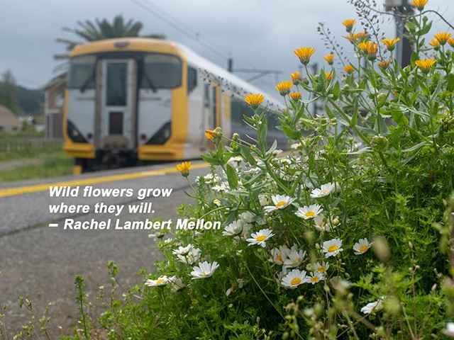 アメリカで最も華麗なガーデナー その言葉に学ぶ Will の奥深さ 朝日新聞globe