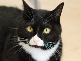 ハート型の口もと　黒い捨て猫がもたらした家族の幸せ