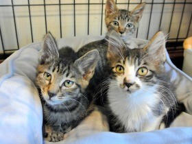 犬猫殺処分減、愛護団体が頼り　2017年度初めて５万匹下回る